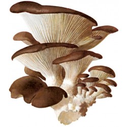 Funghi Pleorotus 500 gr