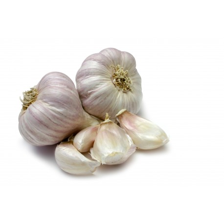 Aglio una testa