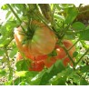 1 kg Pomodoro Insalataro