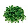 Valeriana 1 bustina