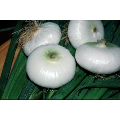 Cipolla Margherita 500 gr