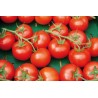 1 kg Pomodoro Grappolato