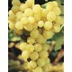 Uva Moscatello