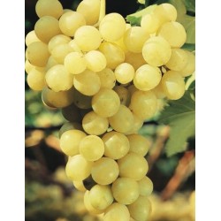 Uva Moscatello