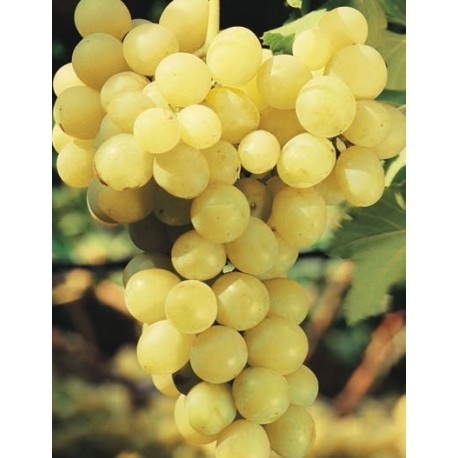 Uva Moscatello